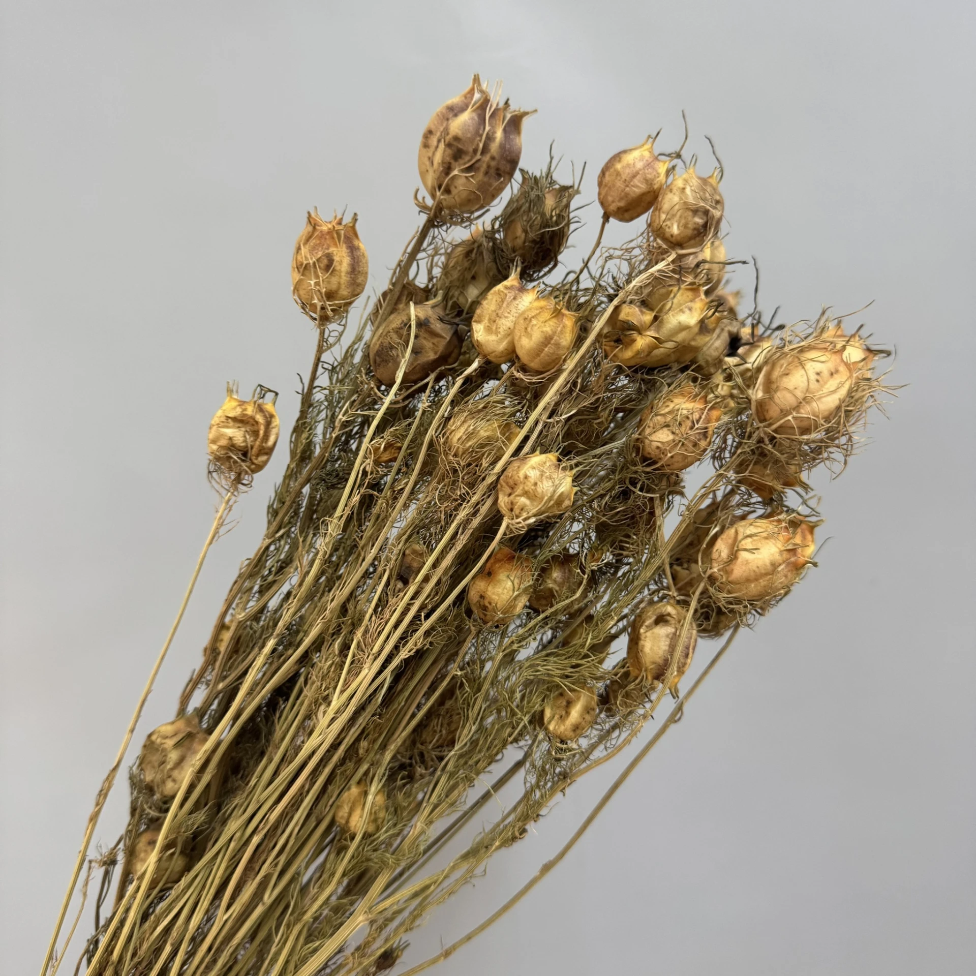 乾燥黑種草 黑種果