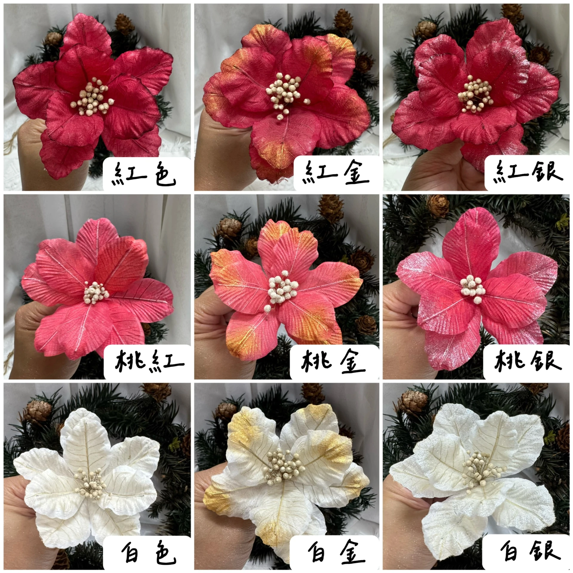 8-10公分索拉-聖誕紅 聖誕花