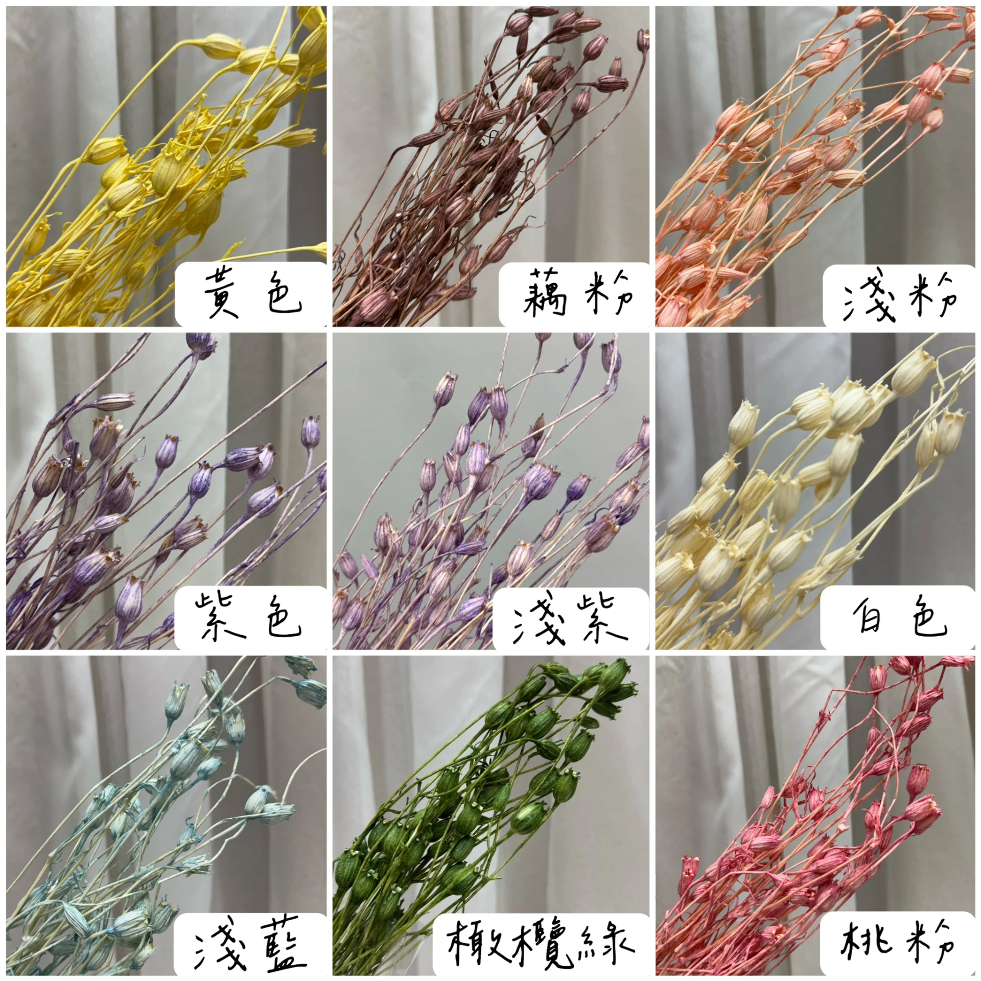 乾燥永生風鈴草