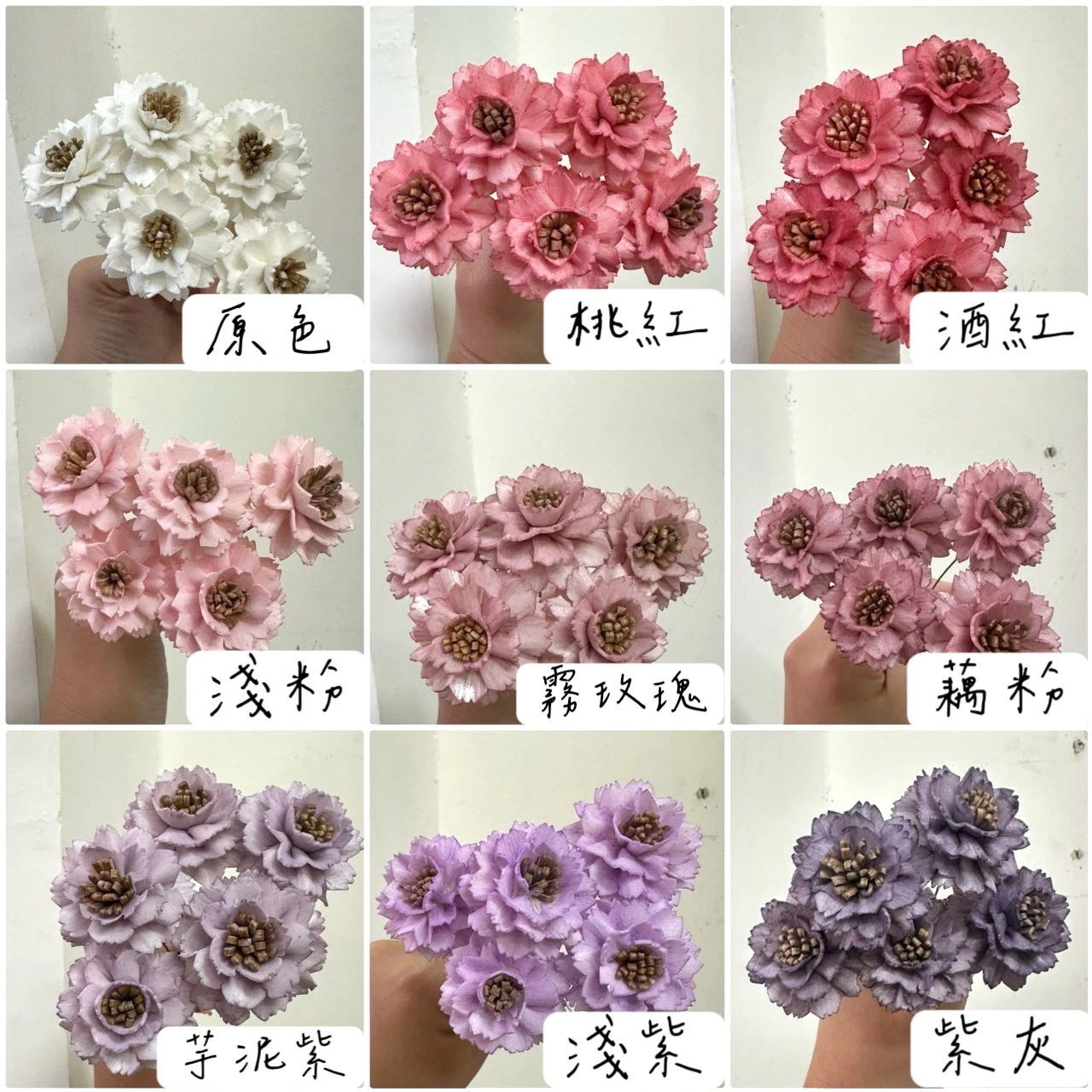 3公分泰國索拉-迷你百日草