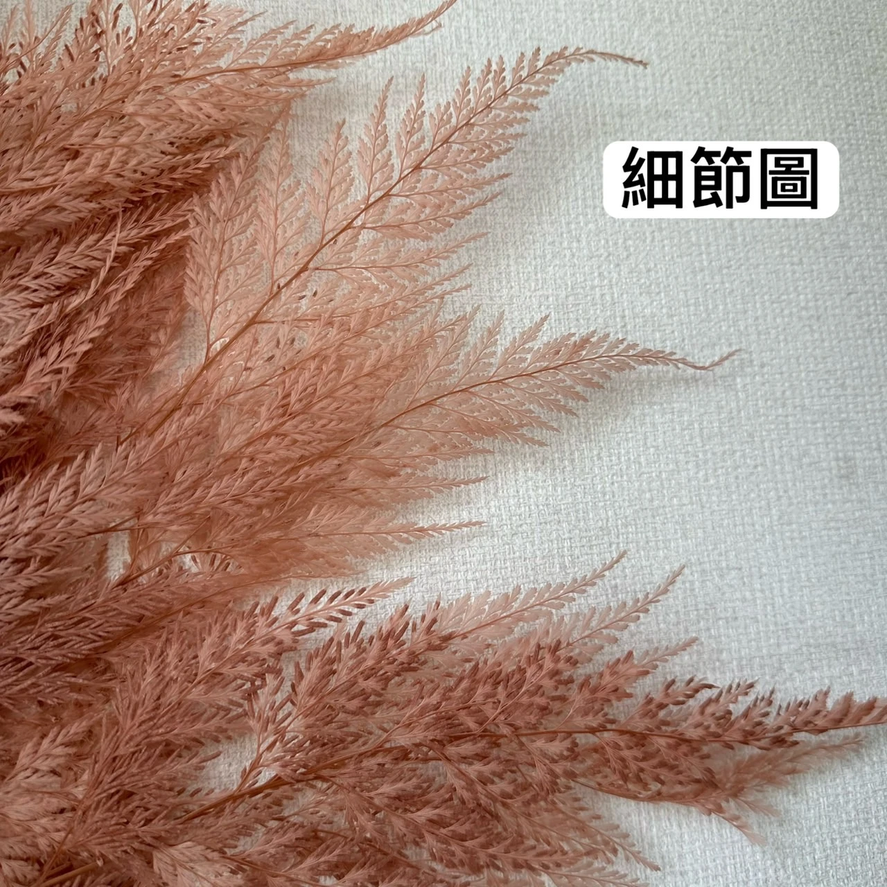 永生蕾絲蕨單片裝