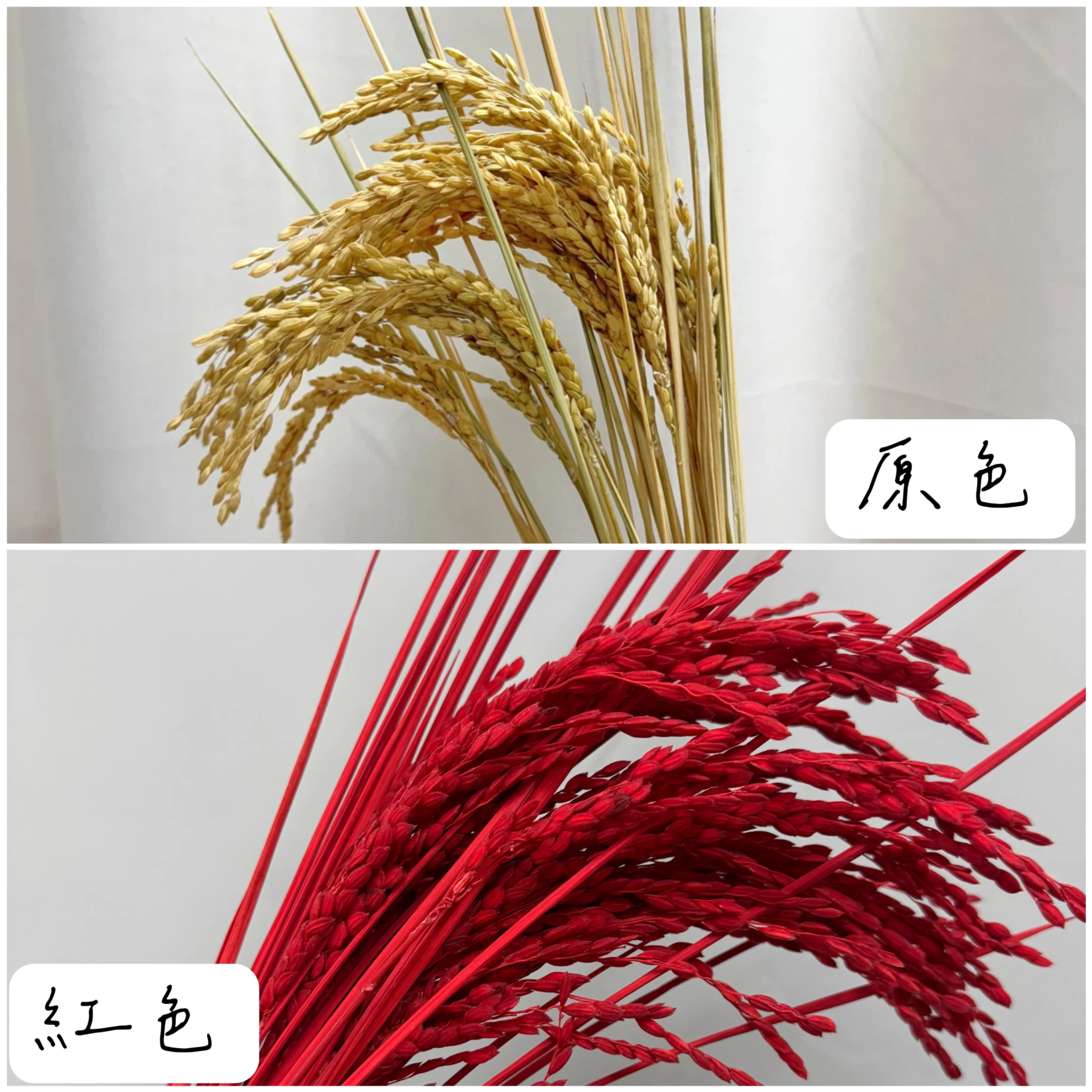 永生水稻