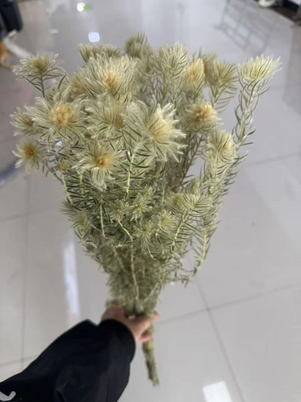 乾燥毛筆花 金鵝絨