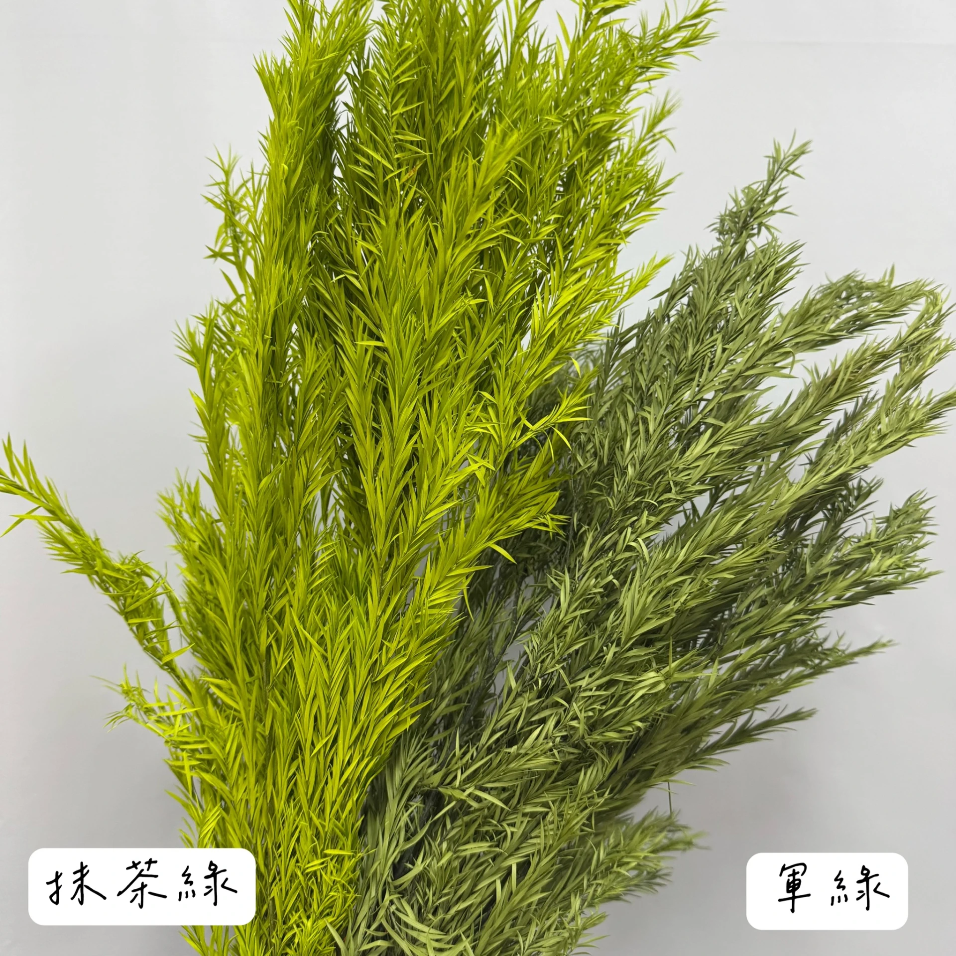 永生茶樹(80g)