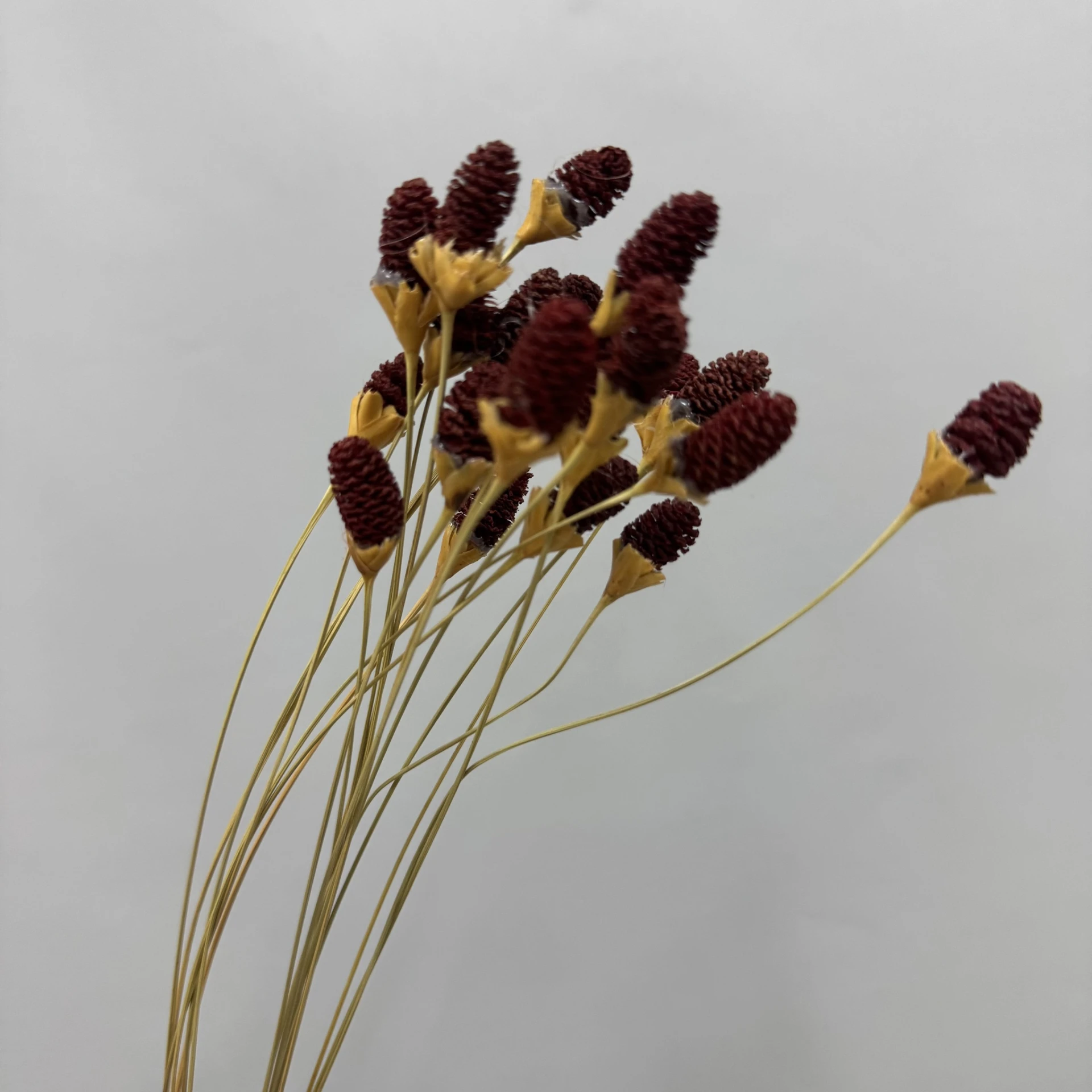 手工花-地榆