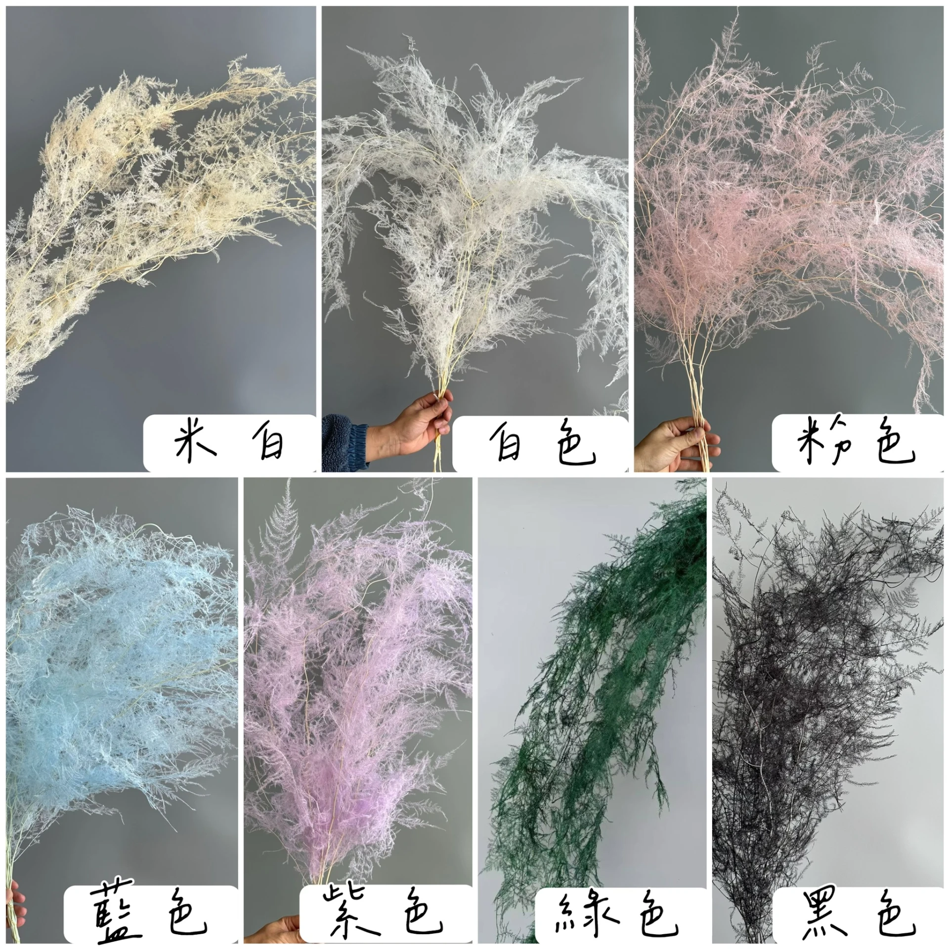 永生文竹 永生天門冬