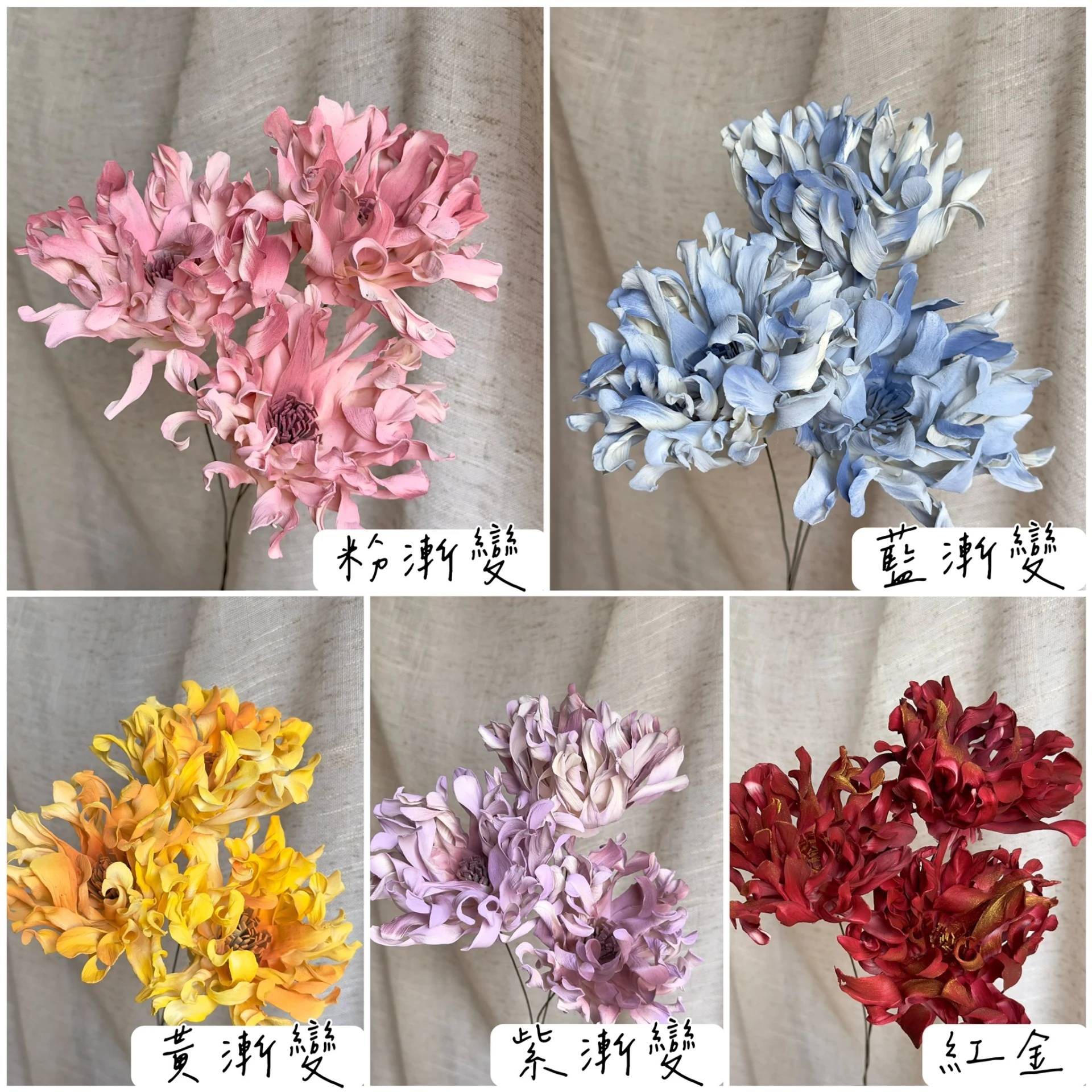 8公分 火焰大理花