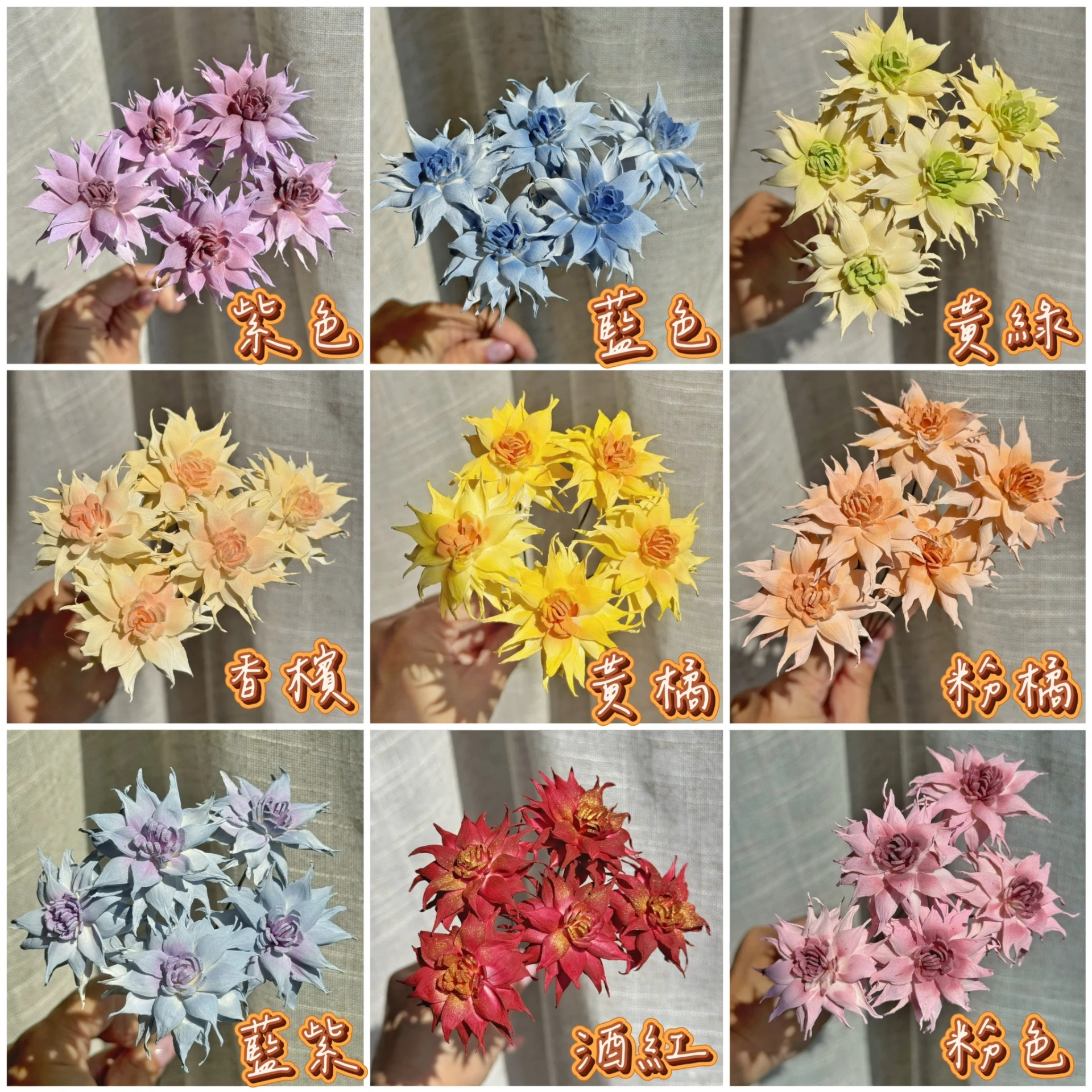 3.5-4公分泰國索拉-迷你火焰蓮