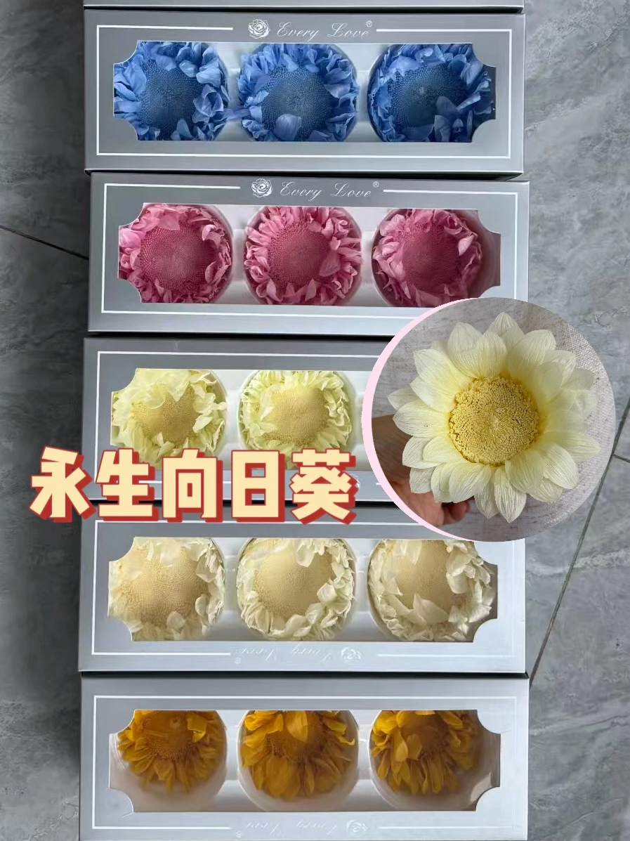 奶油色永生向日葵