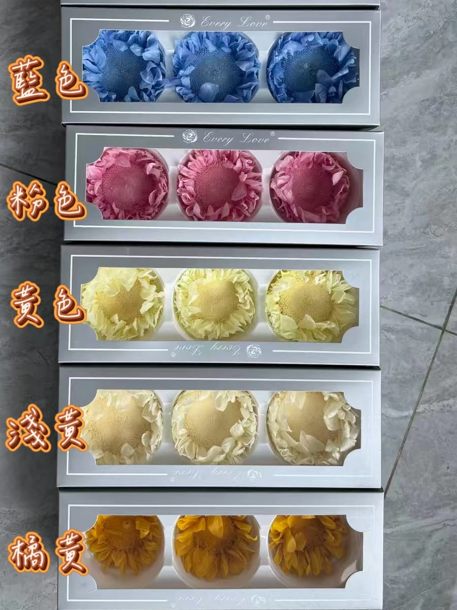 奶油色永生向日葵