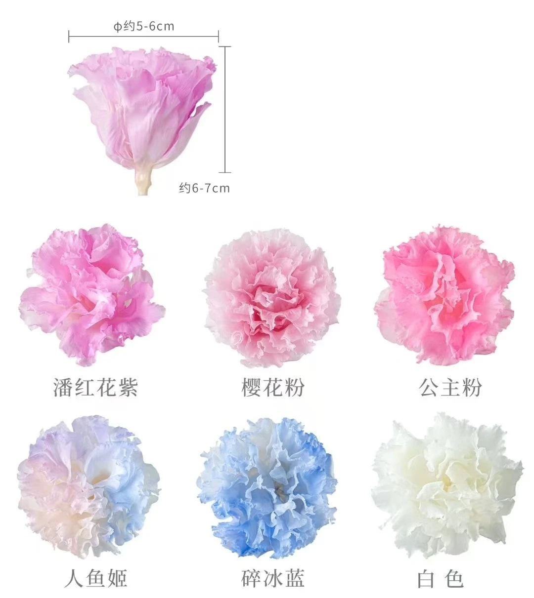 永生洋桔梗8朵裝