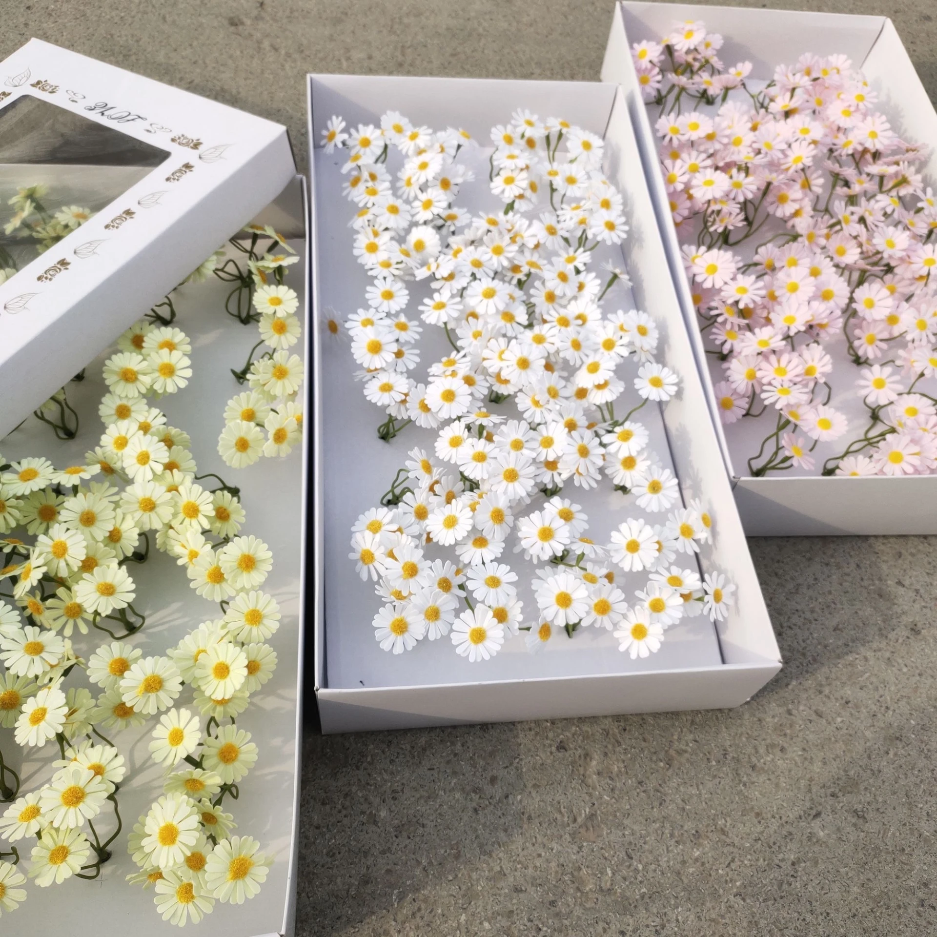 洋甘菊 小雛菊香皂花 肥皂花