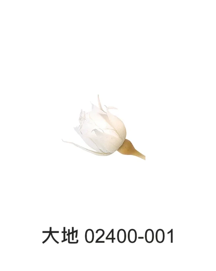大地 迷你玫瑰(小花苞) 20朵 02400