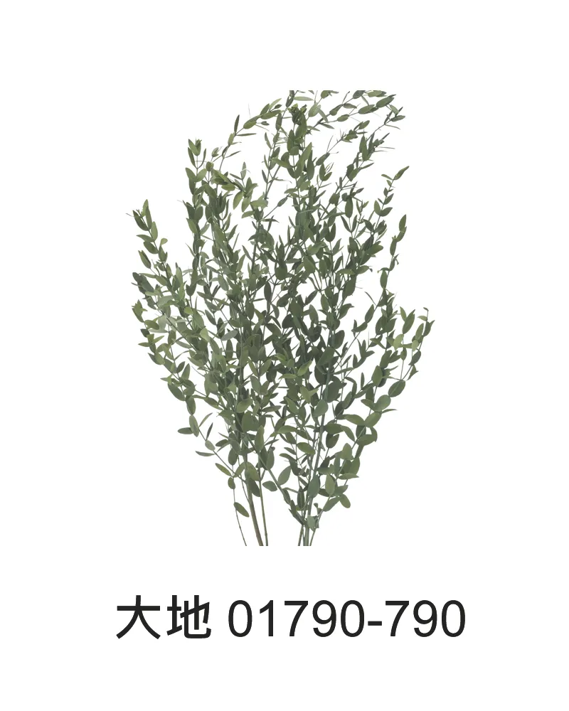 大地農園 小葉尤加利 01790
