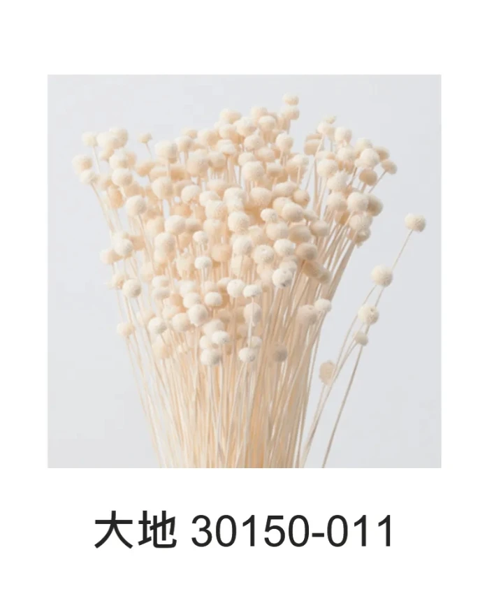 大地 釦菊 30150/30160