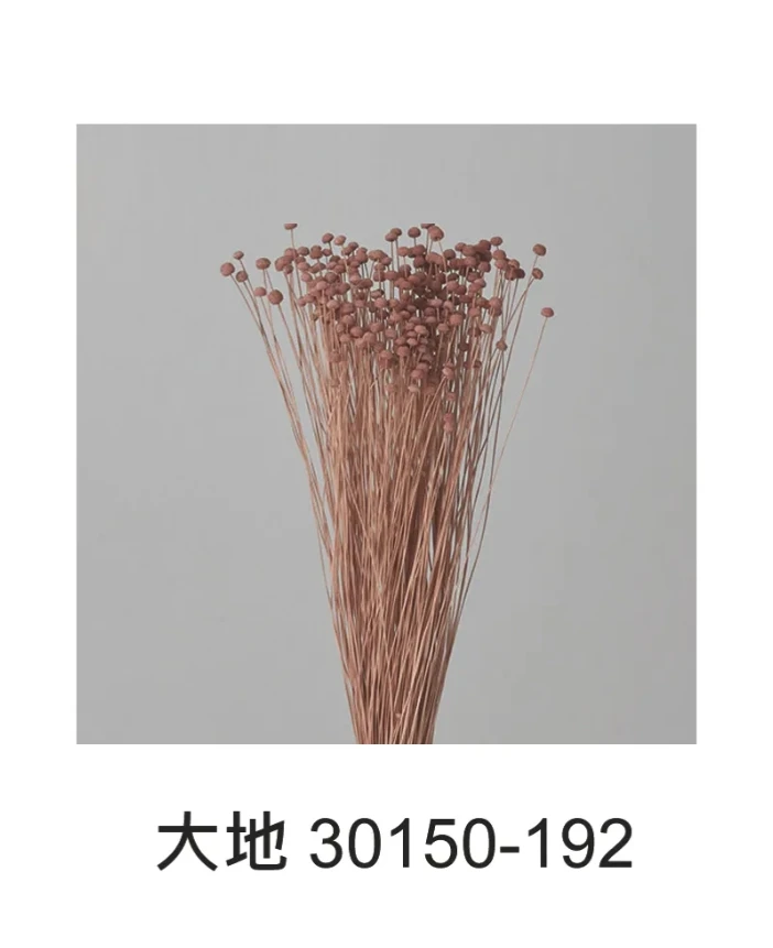 大地 釦菊 30150/30160