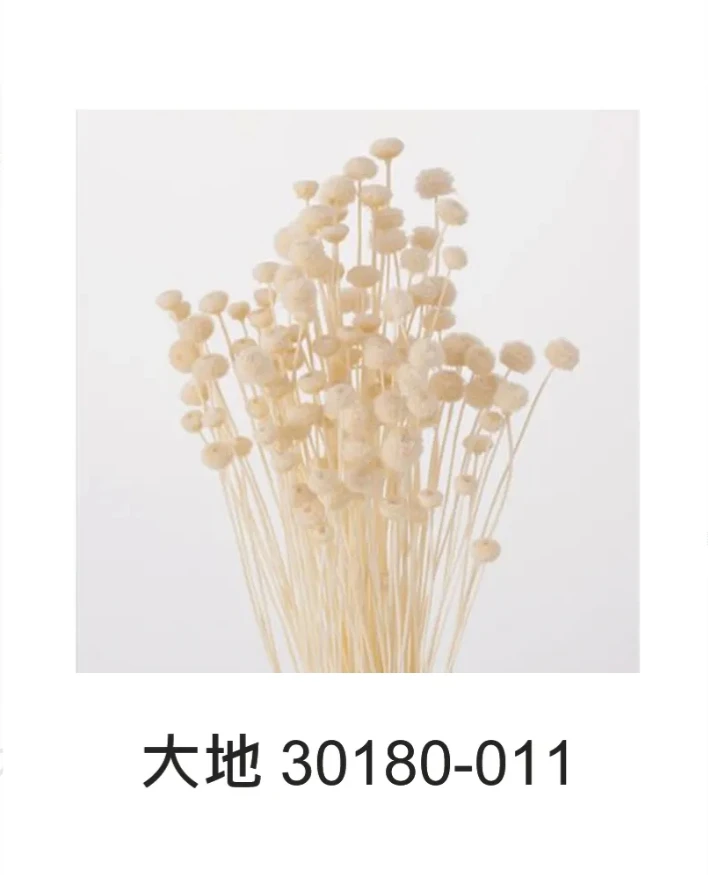 大地 穀精草 30180