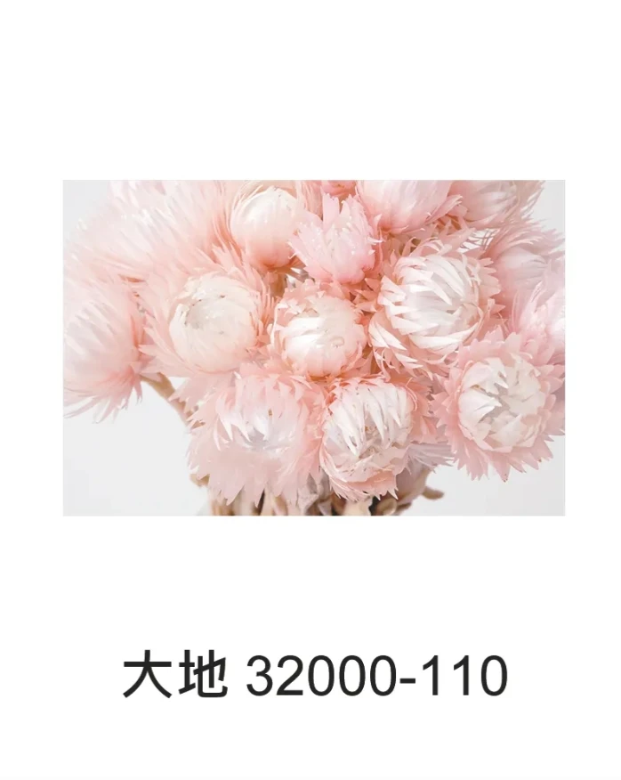 大地 旱雪蓮 32000