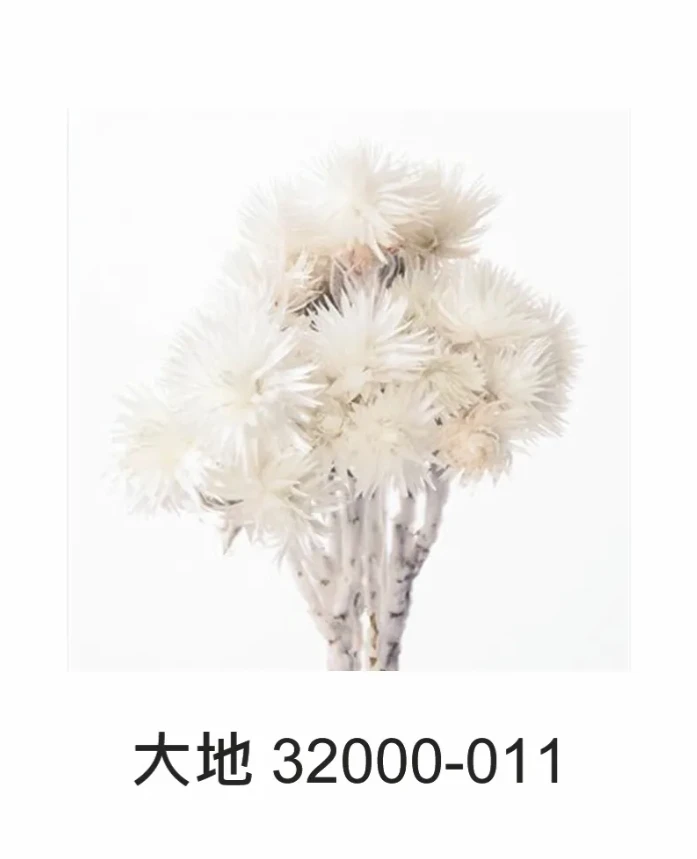 大地 旱雪蓮 32000