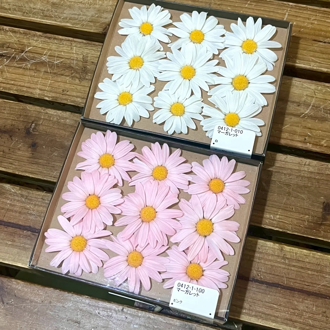 大地 瑪格麗特 9朵 04121