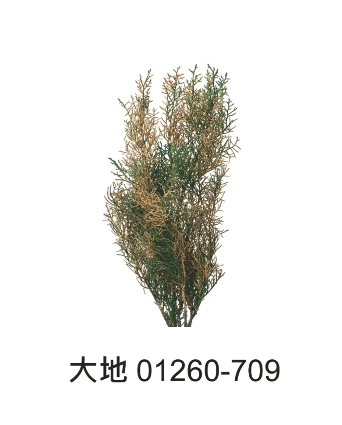 大地農園  藍冰柏系列 01260