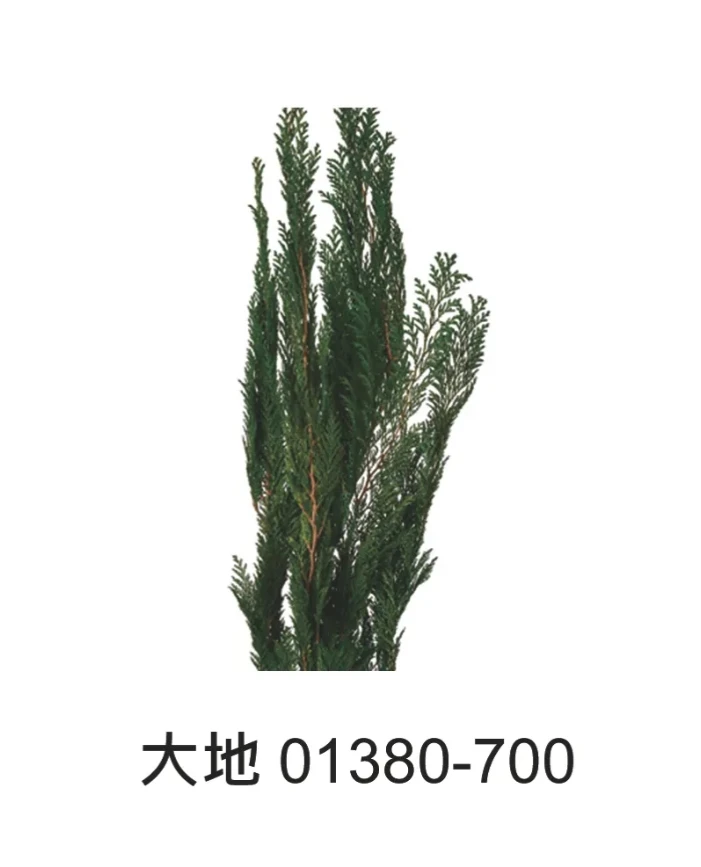 大地農園  絲柏系列 01380
