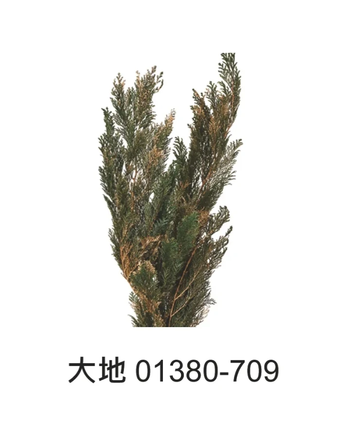 大地農園  絲柏系列 01380