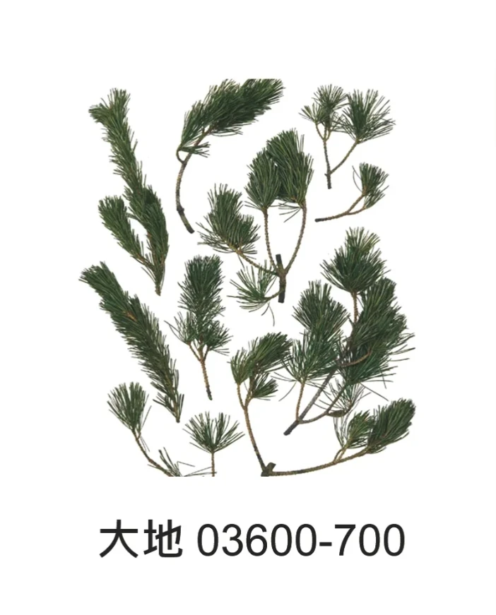 大地農園  五葉松 深綠 03600
