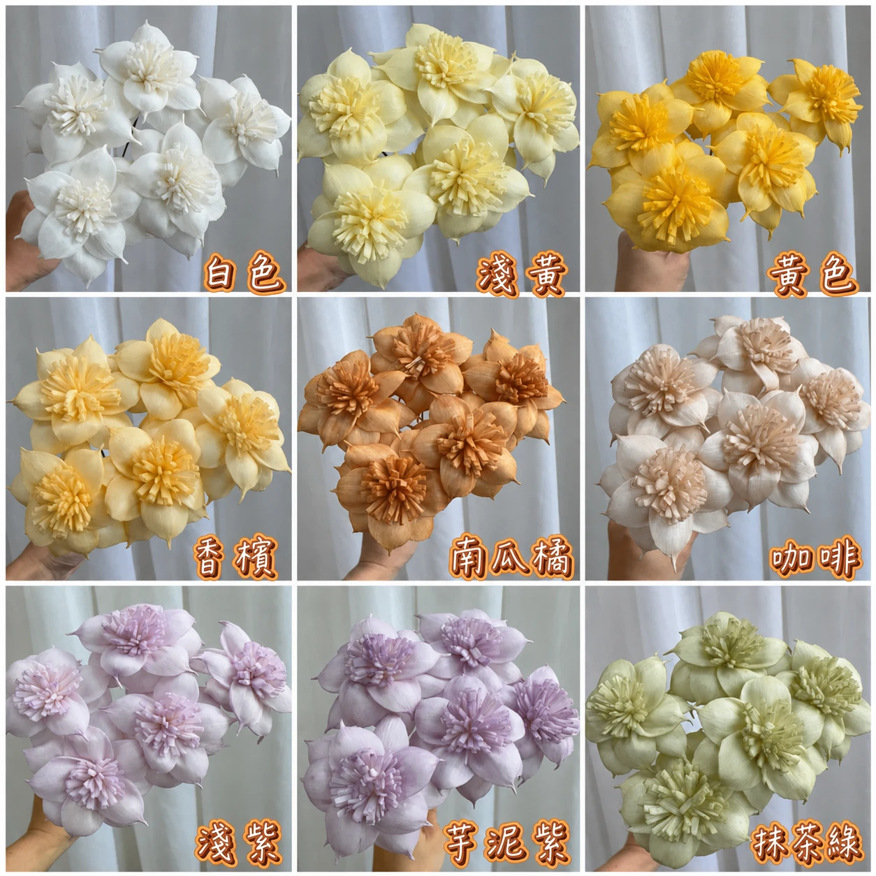 4.5公分/8公分泰國索拉 圓葉水仙