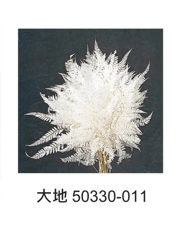 大地農園 高山羊齒 50330