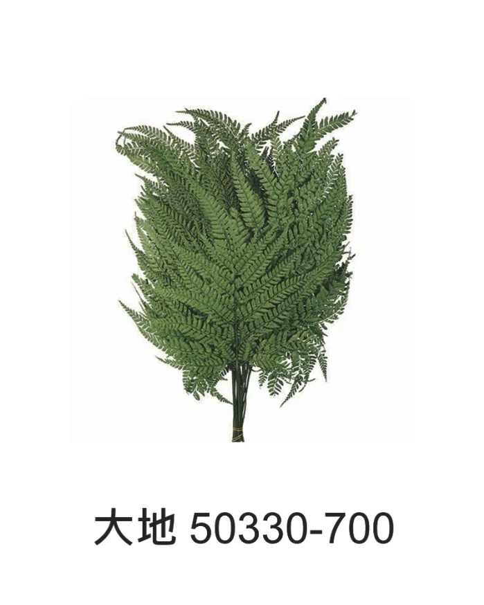 大地農園 高山羊齒 50330