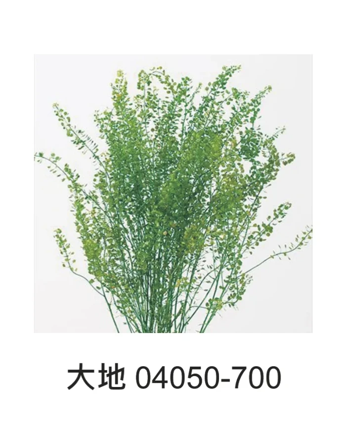 大地農園 珍珠草 04050