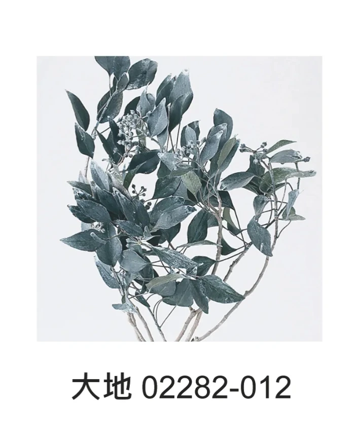 大地農園 黑果常春藤 02282