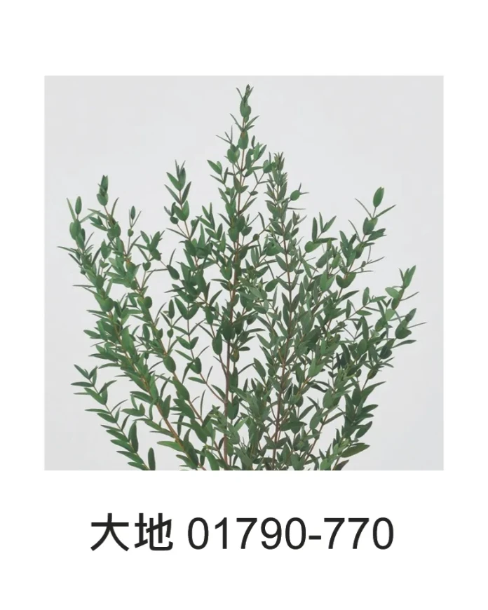 大地農園 小葉尤加利 01790