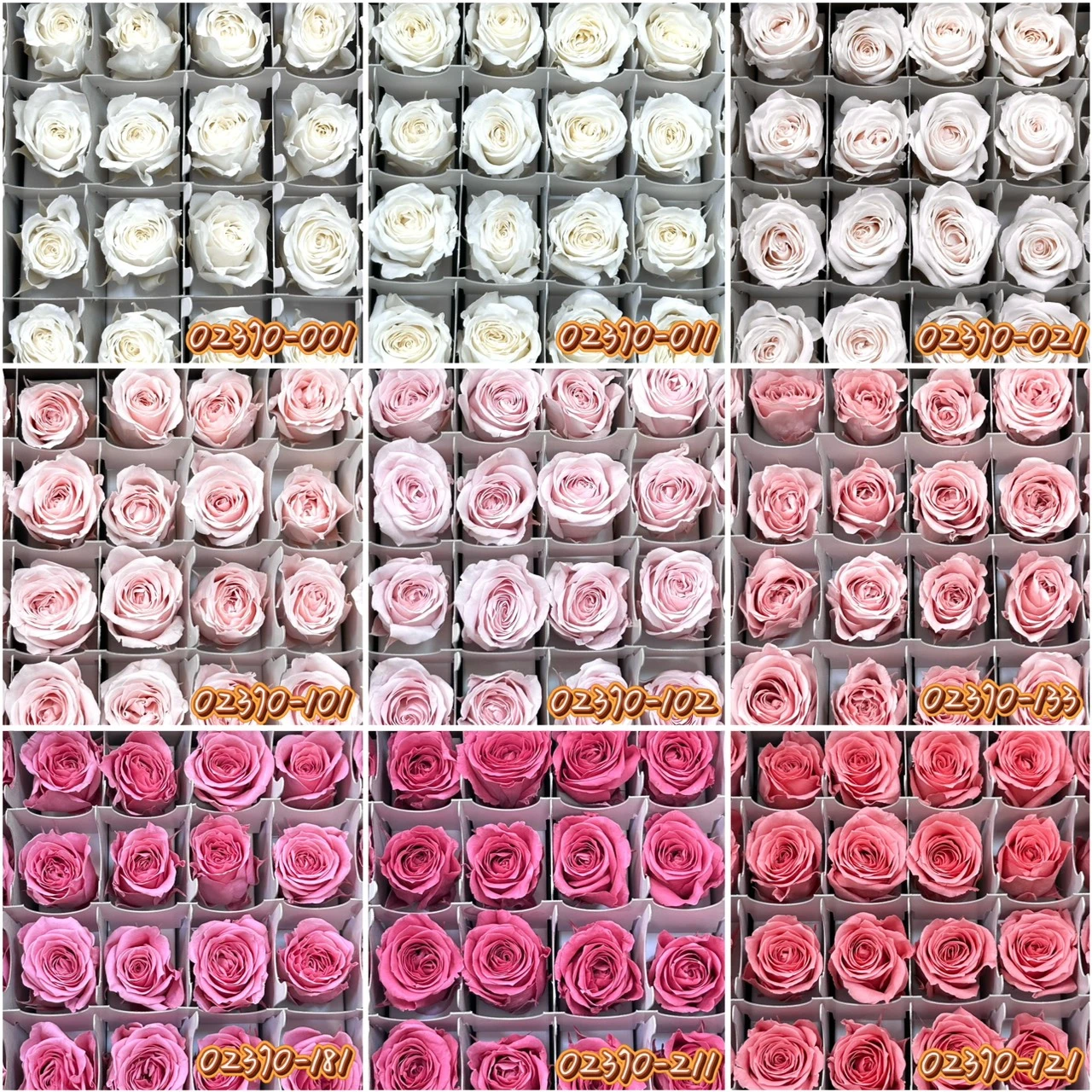 大地農園小玫瑰24朵 02370