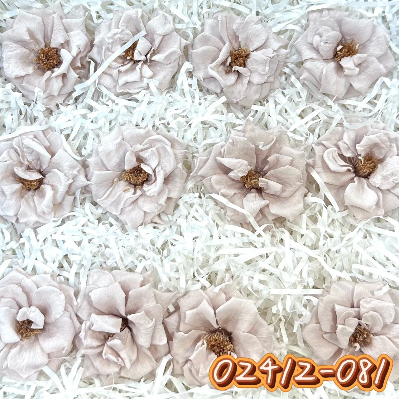 大地農園中薔薇 盛開薔薇012朵02412