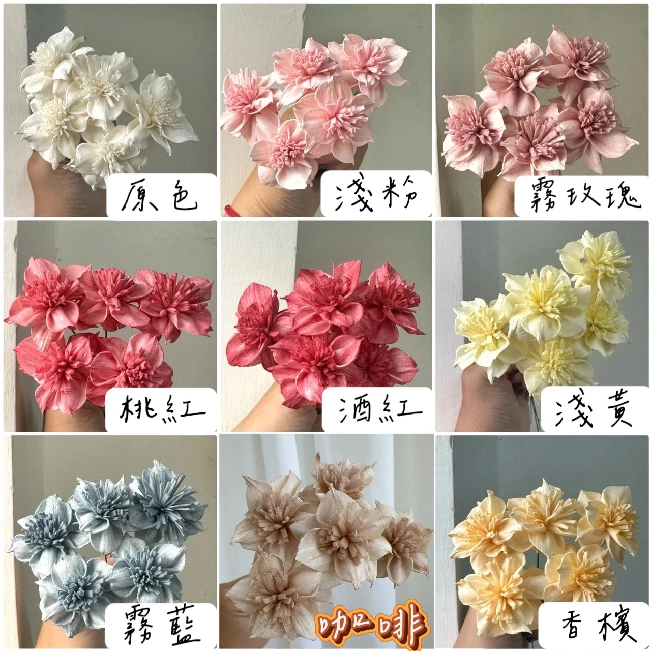 3公分泰國索拉-迷你圓葉水仙
