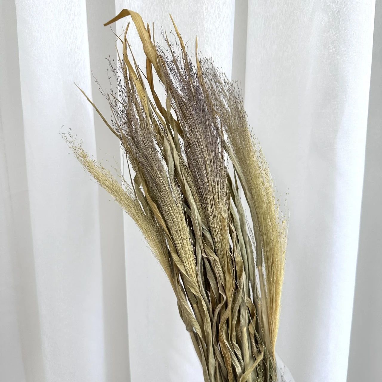 特價出清 日本進口 噴泉草/噴泉草帶葉
