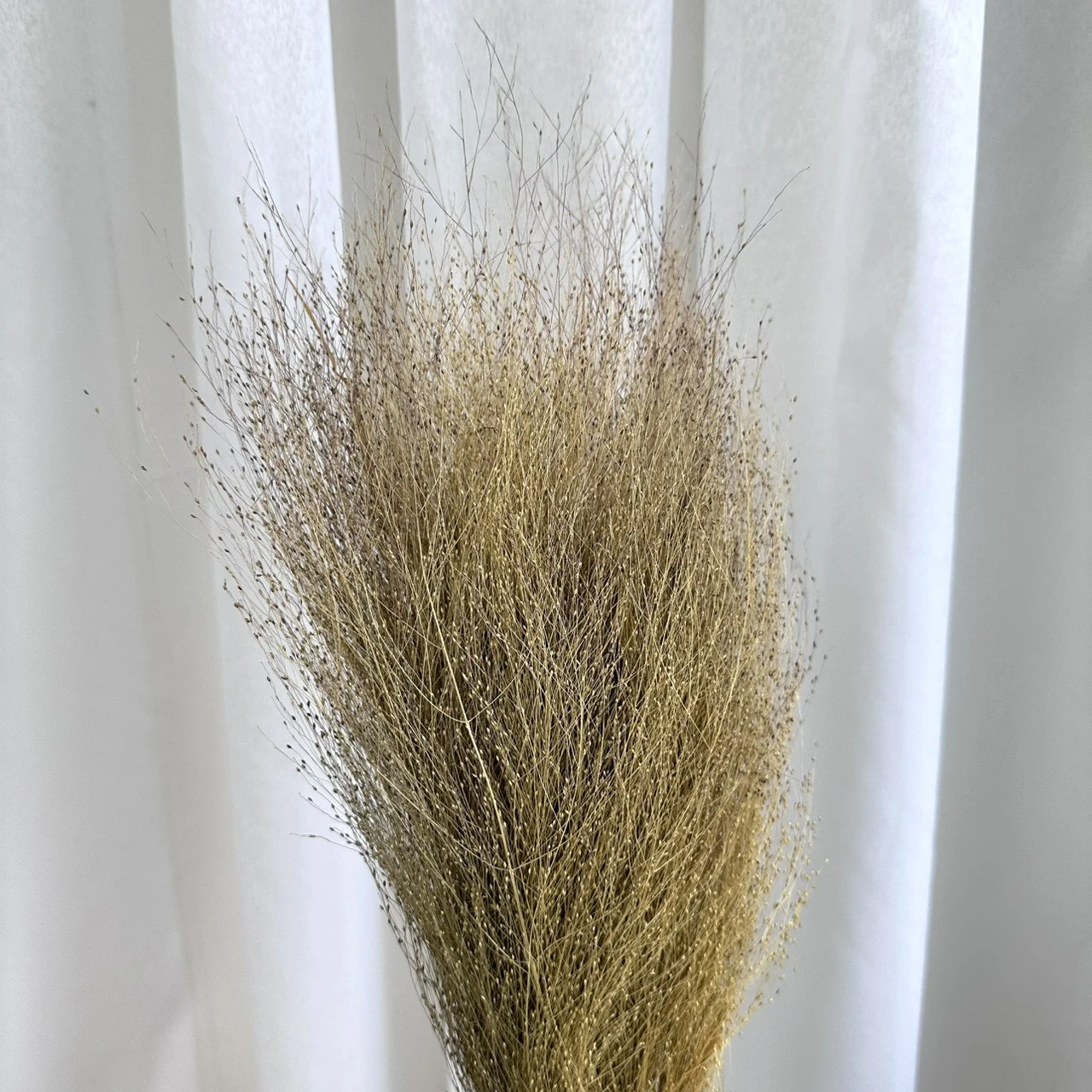 特價出清 日本進口 噴泉草/噴泉草帶葉
