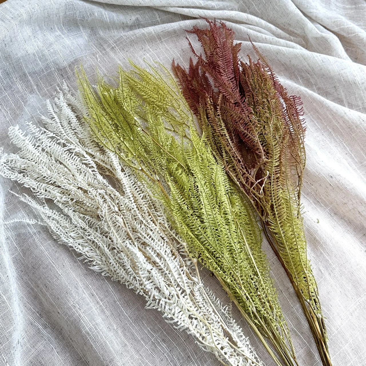 大地農園 歐洲蕾絲蕨 50380