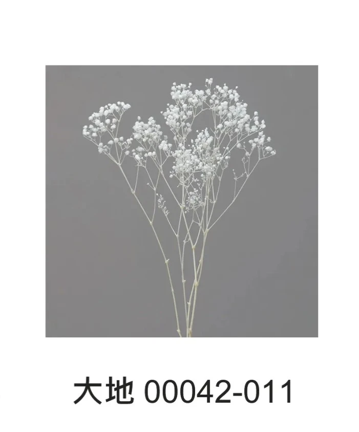 大地農園 綻放滿天星00042