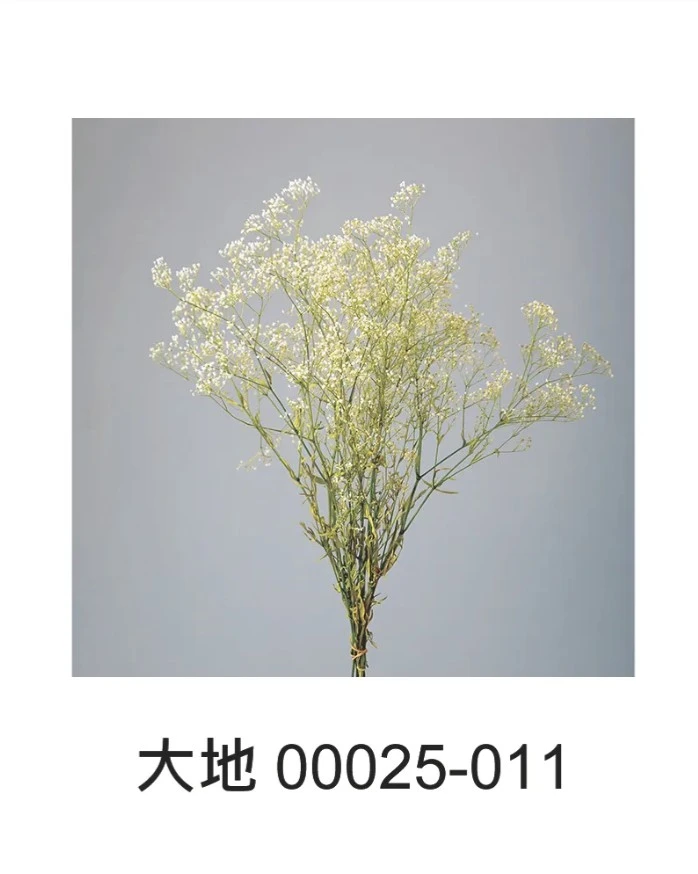 大地農園 迷你滿天星(綠梗)00025