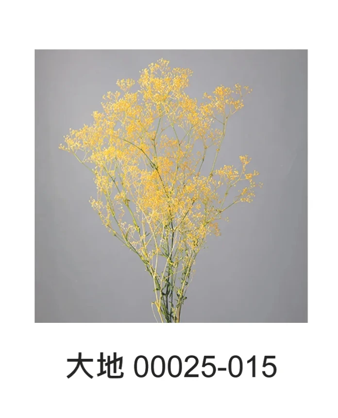 大地農園 迷你滿天星(綠梗)00025