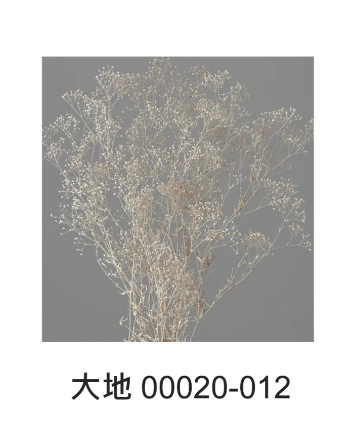 大地農園 迷你滿天星00020