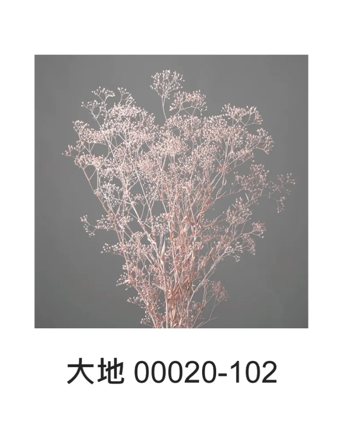 大地農園 迷你滿天星00020