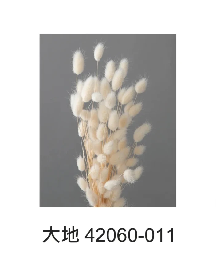 大地農園 兔尾草(短)42060