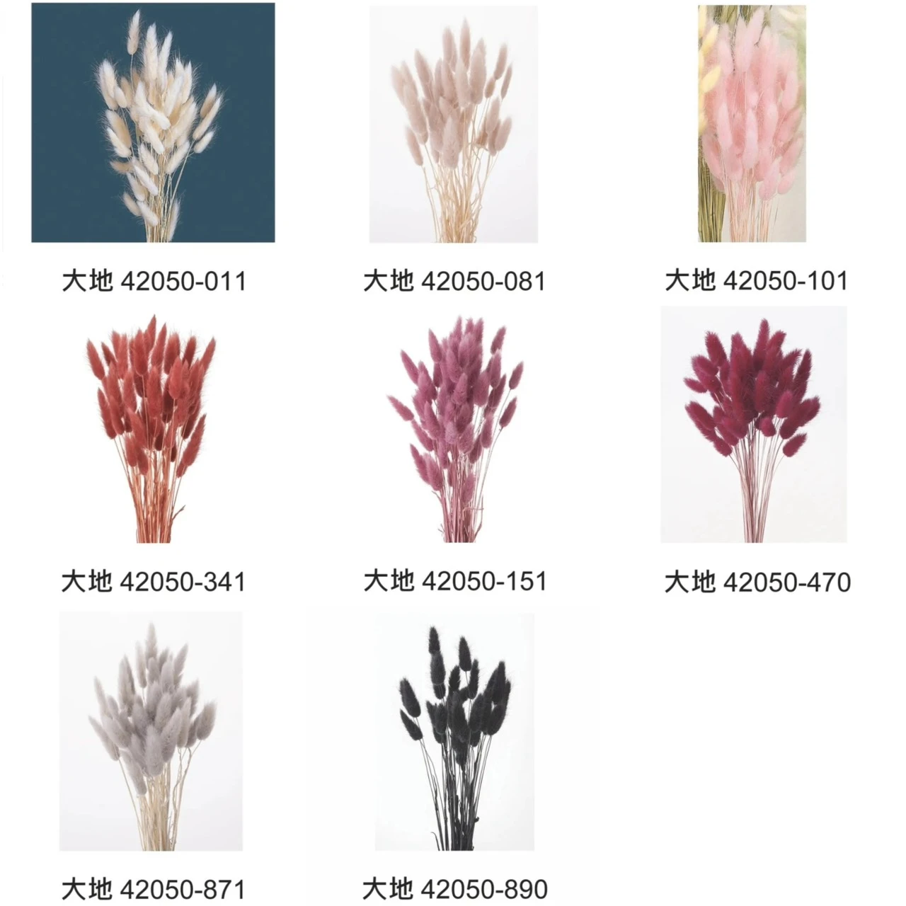 大地農園 兔尾草42050