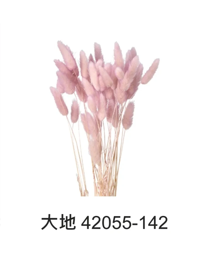 大地農園 兔尾草(雙色)42055