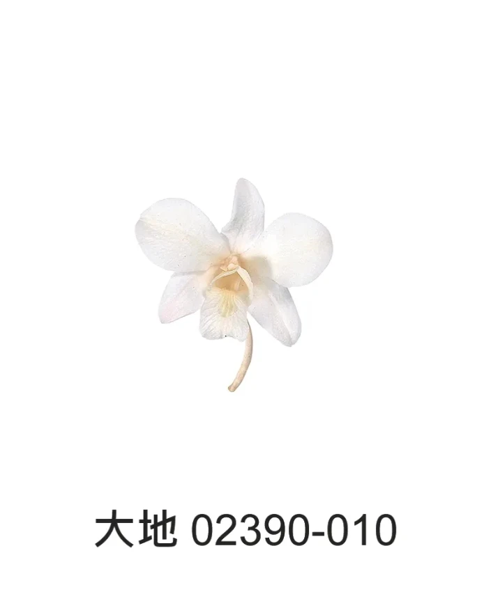 大地農園 石斛蘭 8朵02390 6朵2395