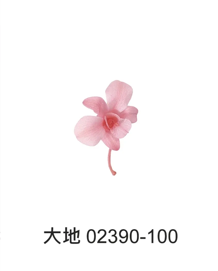 大地農園 石斛蘭 8朵02390 6朵2395